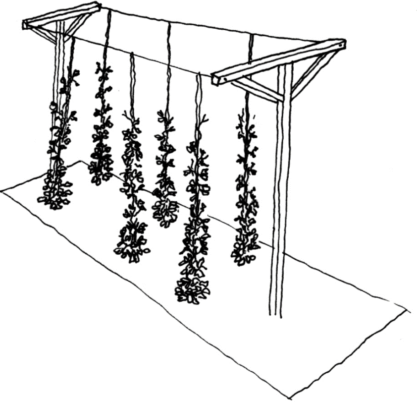 Suporte da rama de lúpulo plantados no chão